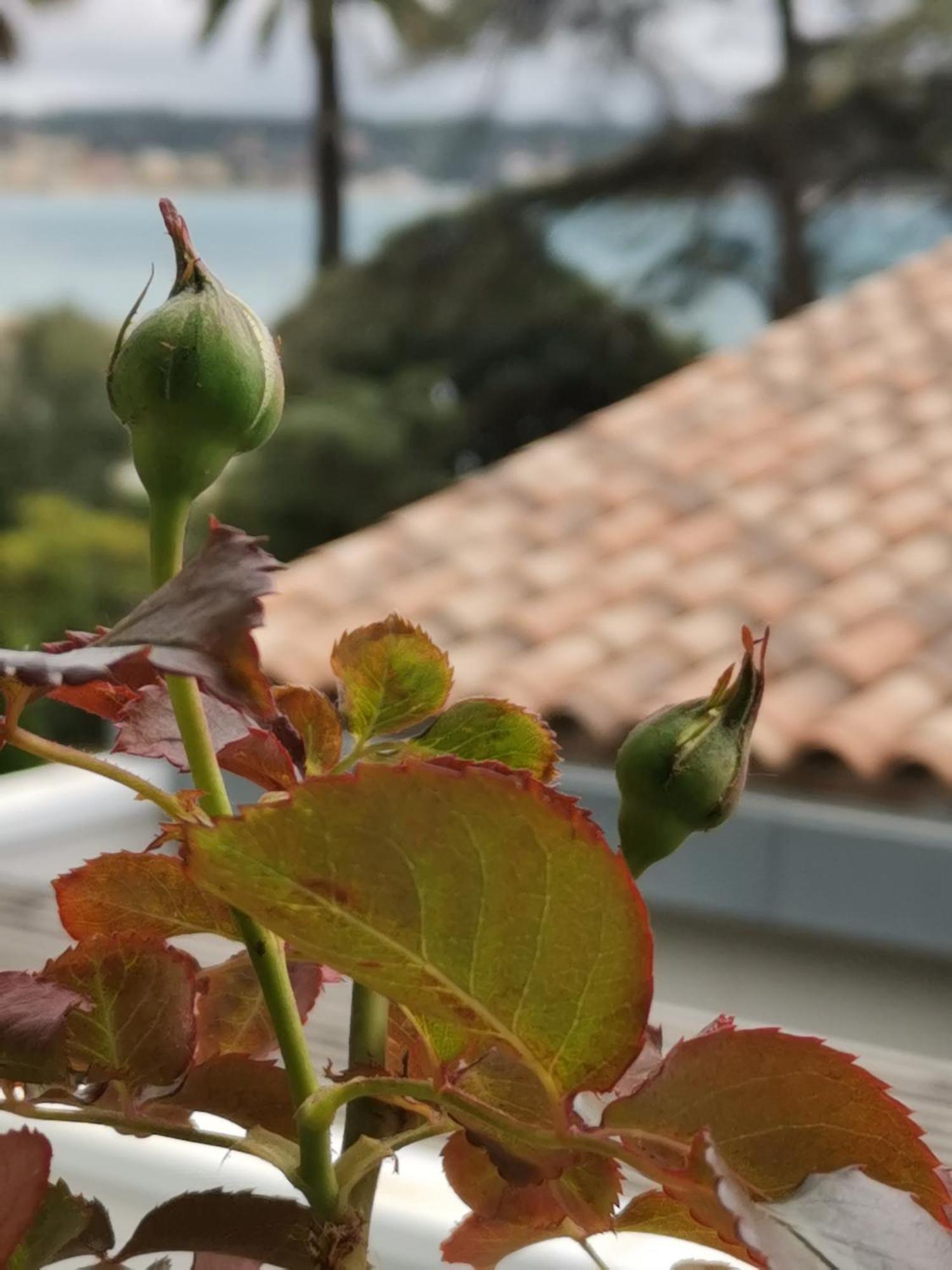 Appartement Ofdl B T1 Bandol - Briotine Foyalais Extérieur photo